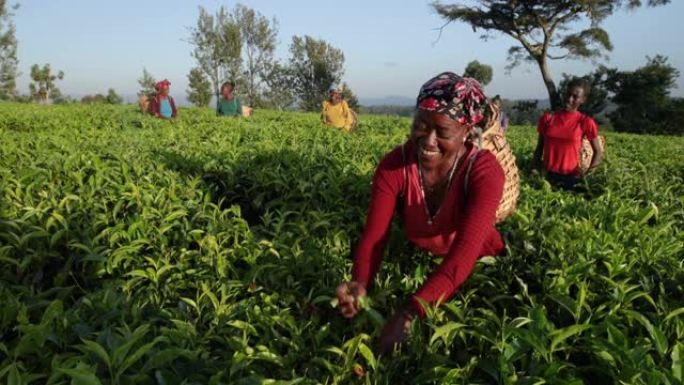 非洲妇女在东非种植园采摘茶叶