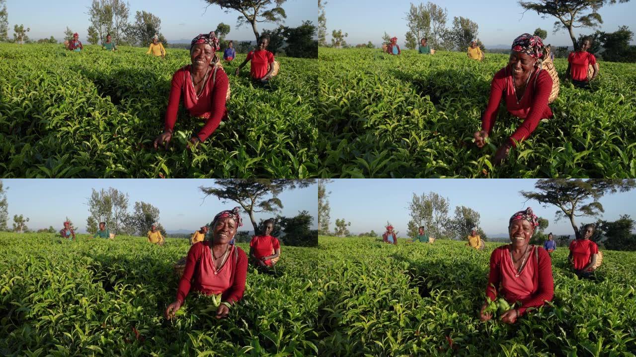 非洲妇女在东非种植园采摘茶叶