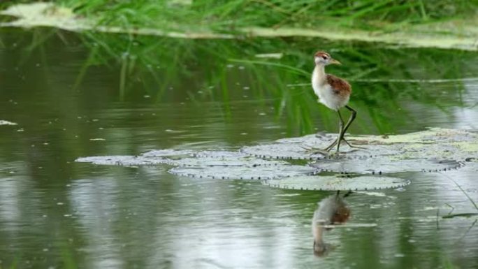 百合宽叶上的小鸡谨慎地环顾四周，青铜翅的Jacana，Metopidius indicus，Pak 