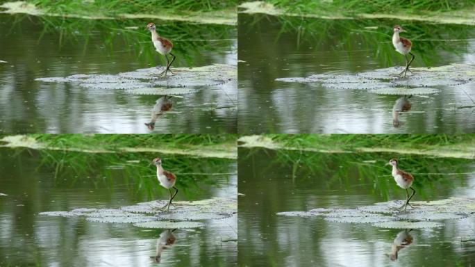 百合宽叶上的小鸡谨慎地环顾四周，青铜翅的Jacana，Metopidius indicus，Pak 