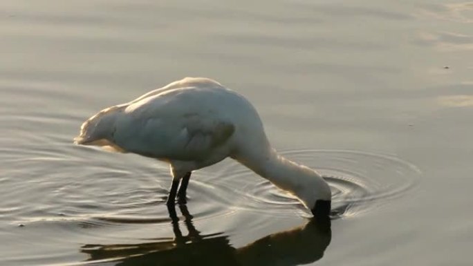 皇家琵鹭以湖泊为食。在新西兰发现的外来鸟类