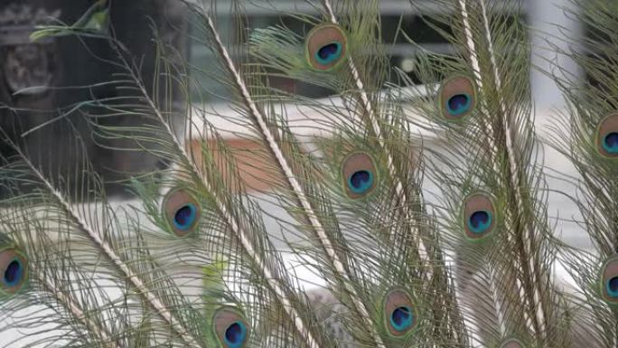 孔雀隐羽尾扇展示特写。眼点图案的羽毛与滑稽的充满活力的颜色。后面是雌雌雌孔雀。