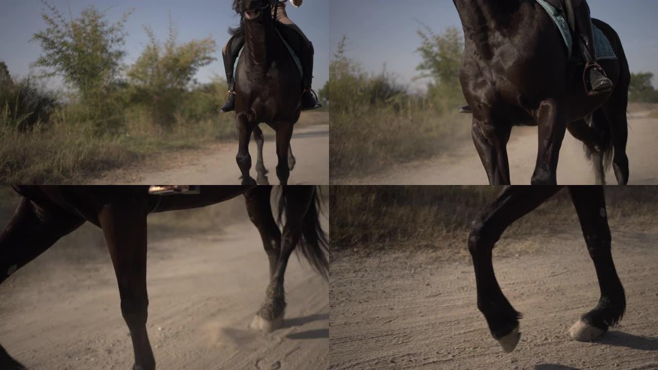 马的特写腿走路和跑步。