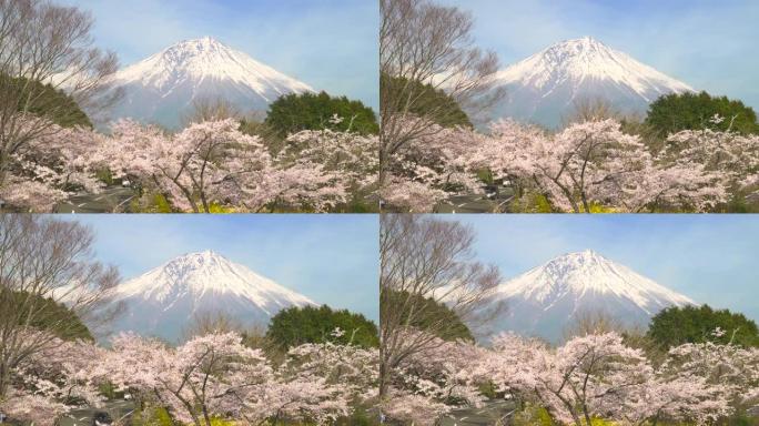 盛开的樱花和富士山