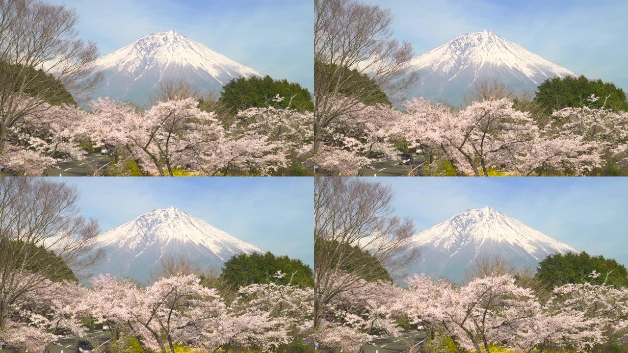 盛开的樱花和富士山