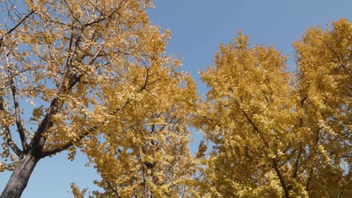 秋天阳光明媚的金色银杏森林景观，微风中树叶从树顶落下，4k慢动作镜头低角度视图。