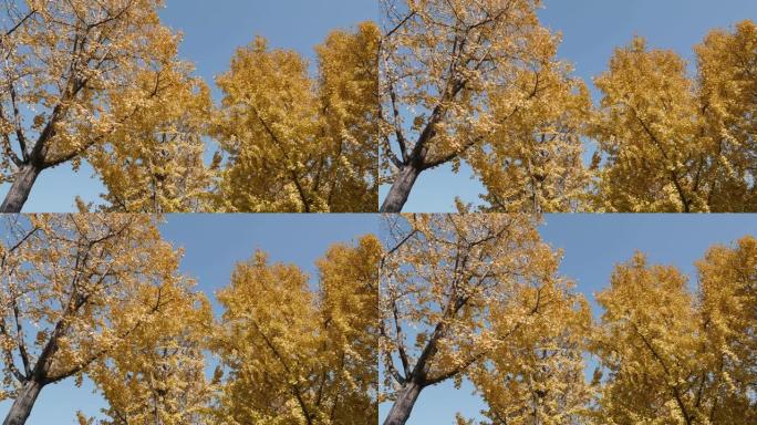 秋天阳光明媚的金色银杏森林景观，微风中树叶从树顶落下，4k慢动作镜头低角度视图。