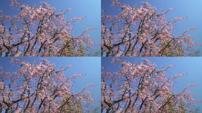 湛蓝的天空下樱花景点