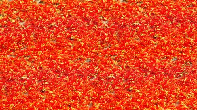 印度橡树红千花早上落在水泥地板上