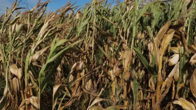 全球变暖。法国卢瓦雷 (Loiret) 烧玉米田