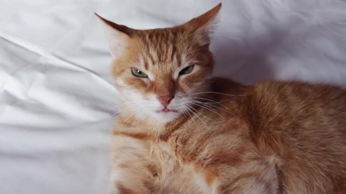 姜猫躺在床上。猫的肖像。这只猫会擦到相机里。Livestyle