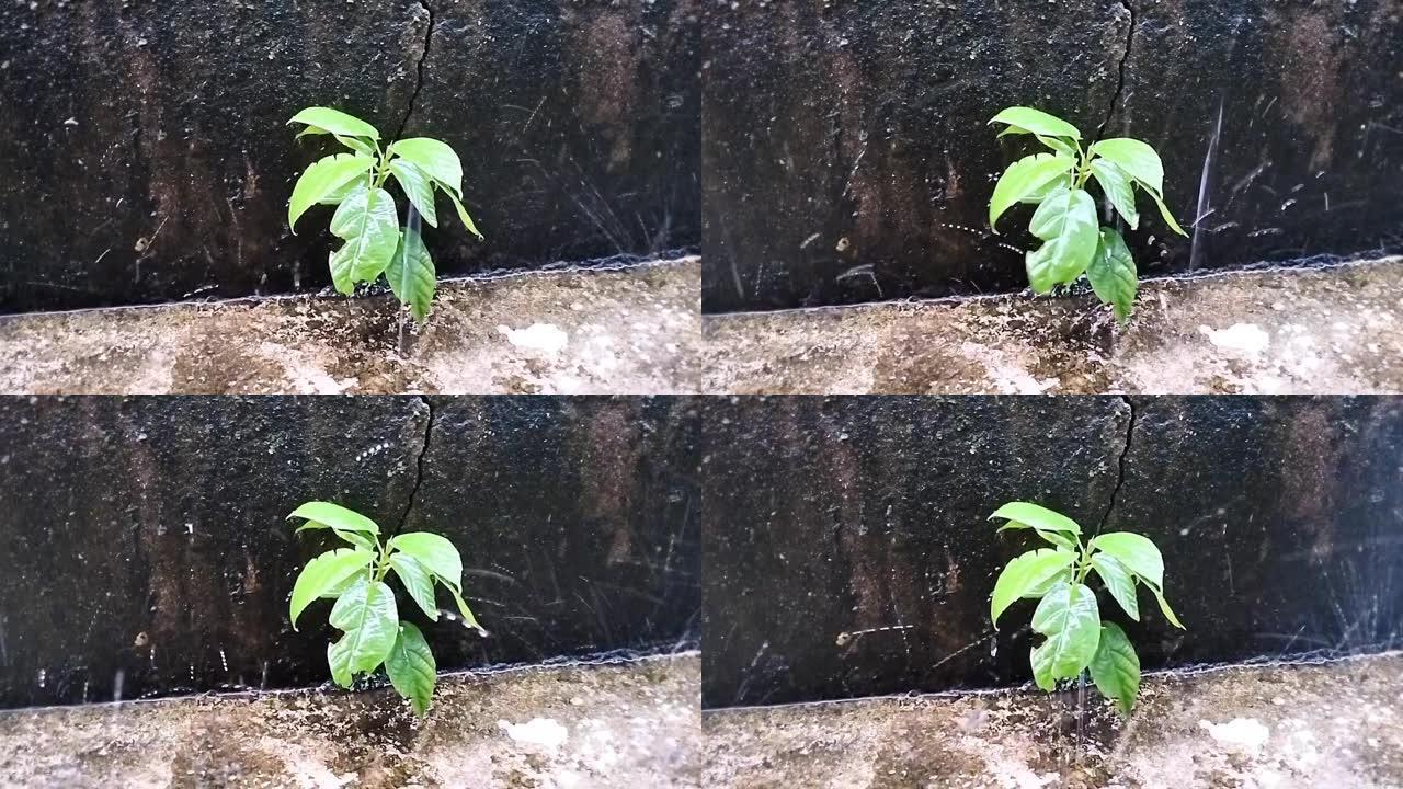 植物和雨水