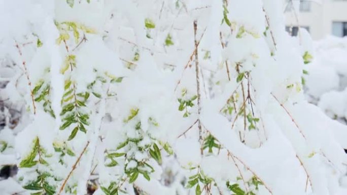 柳柳巴比伦也称巴比伦柳或初雪下垂柳。冬季绿叶柳枝特写