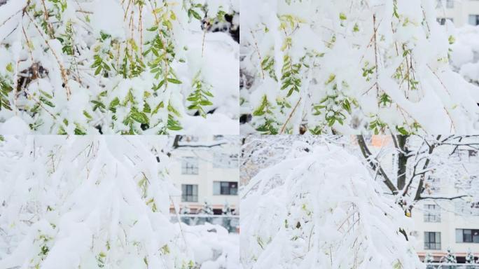 柳柳巴比伦也称巴比伦柳或初雪下垂柳。冬季绿叶柳枝特写