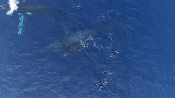 一群浮潜者在深蓝色的开阔海洋中与座头鲸一起游泳