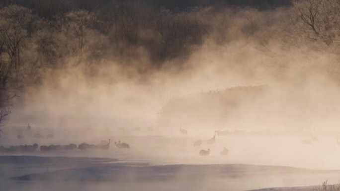 日本起重机，日本北海道