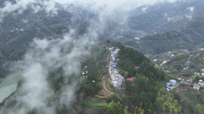 4k高清安康紫阳茶山