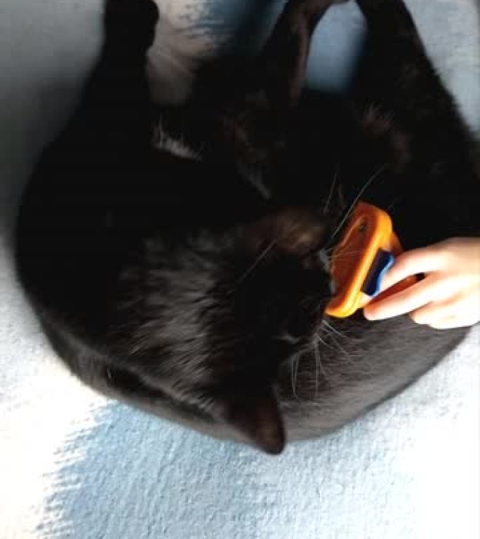 小女孩给一只大黑猫梳头。猫又抚摸又摩擦他的手。