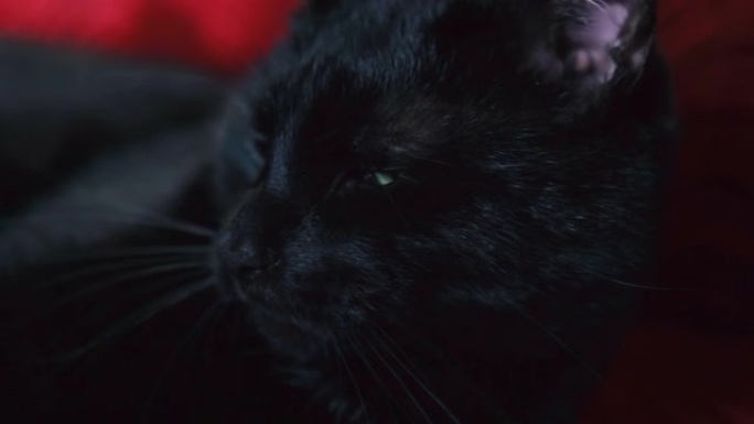 黑猫歪头杀捕猎能手油亮的皮毛