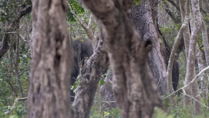 一头野象走进尼泊尔奇旺国家公园的丛林，被许多树木遮挡。