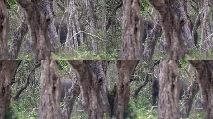 一头野象走进尼泊尔奇旺国家公园的丛林，被许多树木遮挡。