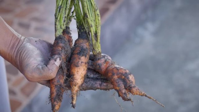 农民拿着胡萝卜的生物产品，上面沾满了脏污