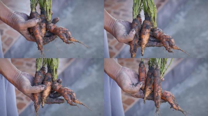 农民拿着胡萝卜的生物产品，上面沾满了脏污