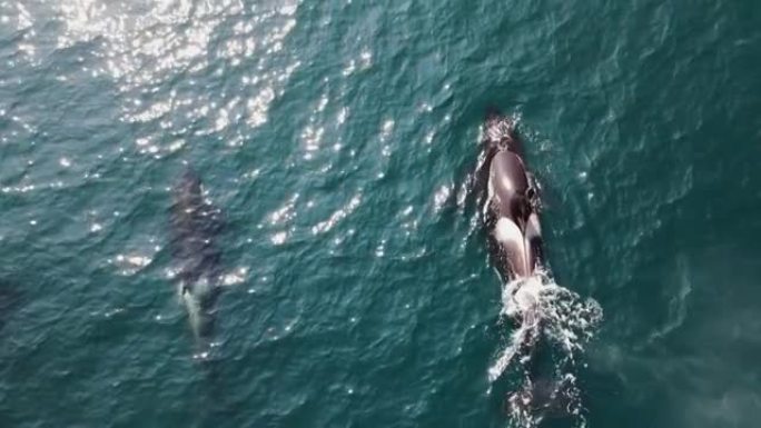 一群大型鲸鱼从海洋中冒出来