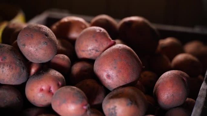 地窖里红薯特写，运动平稳。冬天仓库里储存高热量蔬菜。