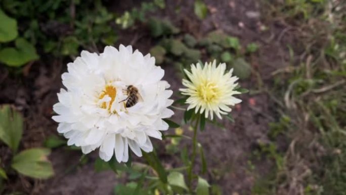 春天白花上的蜜蜂。特写