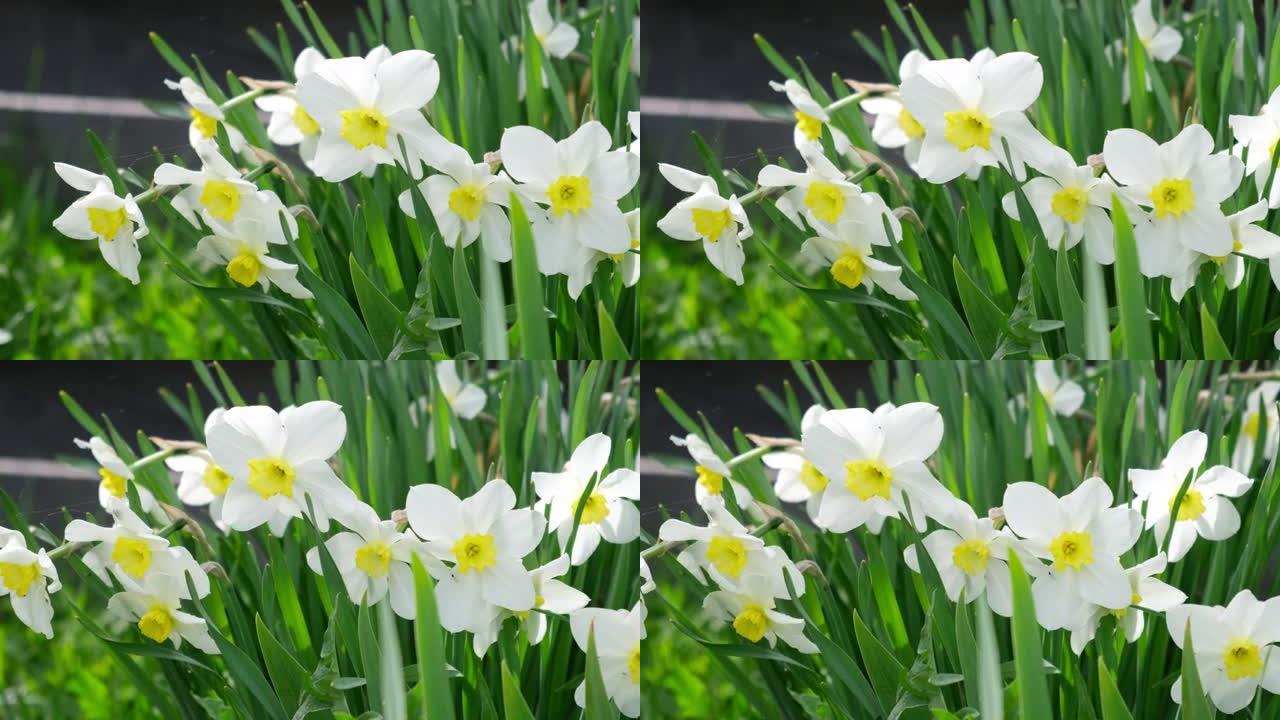 白色水仙花，中间黄色。水仙花欢快，水仙诗集在花园里开花。花坛。早春鳞茎植物。复制空间。木栅栏背景。园