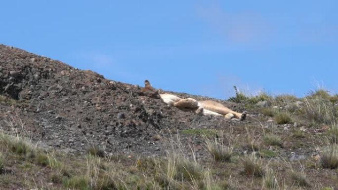 美洲狮，美洲狮或美洲狮，躺在智利巴塔哥尼亚的托雷斯德尔潘恩国家公园的山脊上，在阳光明媚的日子里与蓝天
