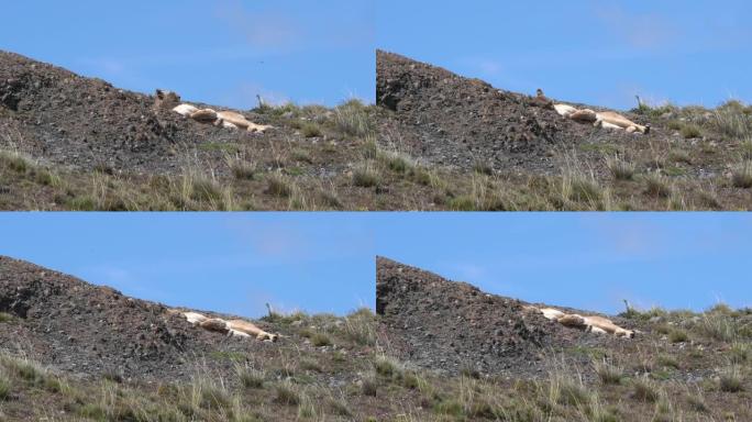 美洲狮，美洲狮或美洲狮，躺在智利巴塔哥尼亚的托雷斯德尔潘恩国家公园的山脊上，在阳光明媚的日子里与蓝天