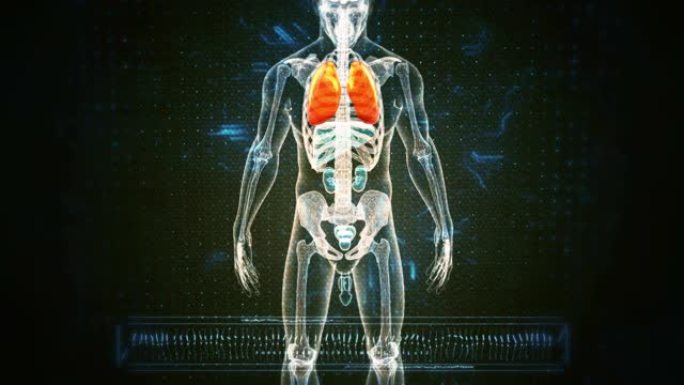 人体呼吸系统肺人体呼吸系统肺