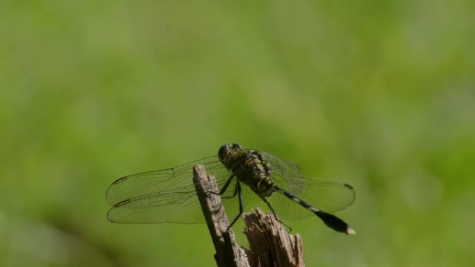 绿色蜻蜓或细长的撇渣器或绿色沼泽鹰 (orthetrum sabina) 栖息在草地上伸出的折断树枝