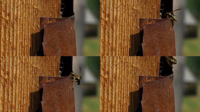 小木屋的Wasp nest庇护所作为墙板