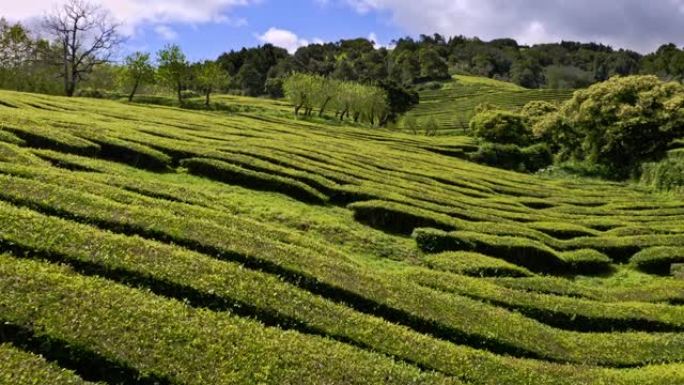 Drone flyover of lush green Chá Gorreana tea plant