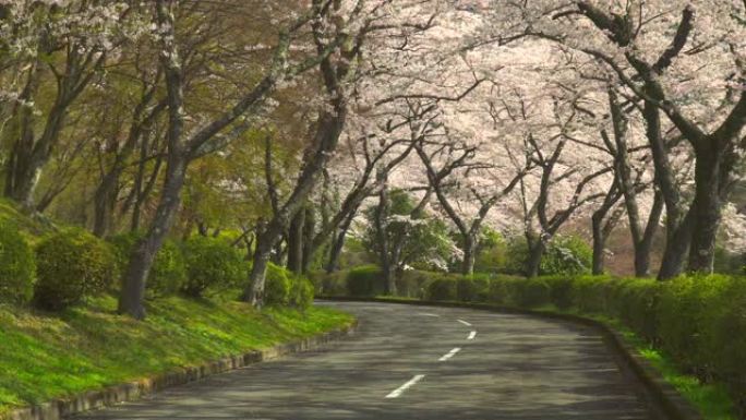 樱桃树和道路。樱花拱门