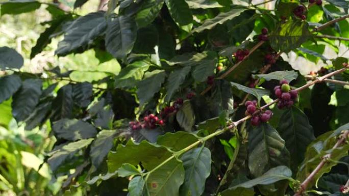 红籽咖啡豆绿叶罗布斯塔阿拉比卡浆果成熟收获咖啡农场花园。新鲜咖啡豆浆果植物树。关闭绿色有机农场新鲜红