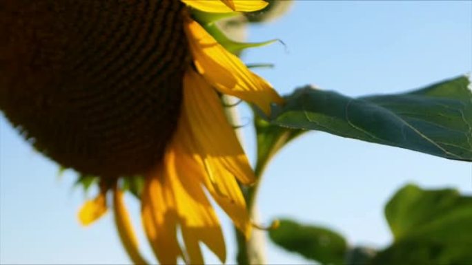 向日葵植物在田间开花期间的宏观录像。