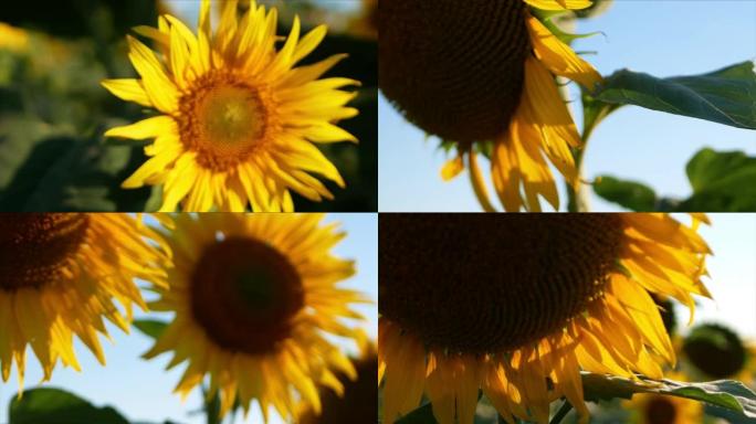 向日葵植物在田间开花期间的宏观录像。