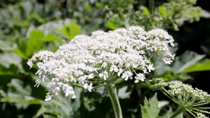 Sosnowsky的猪草 (Heracleum sosnowskyi) 是伞形科的花朵。