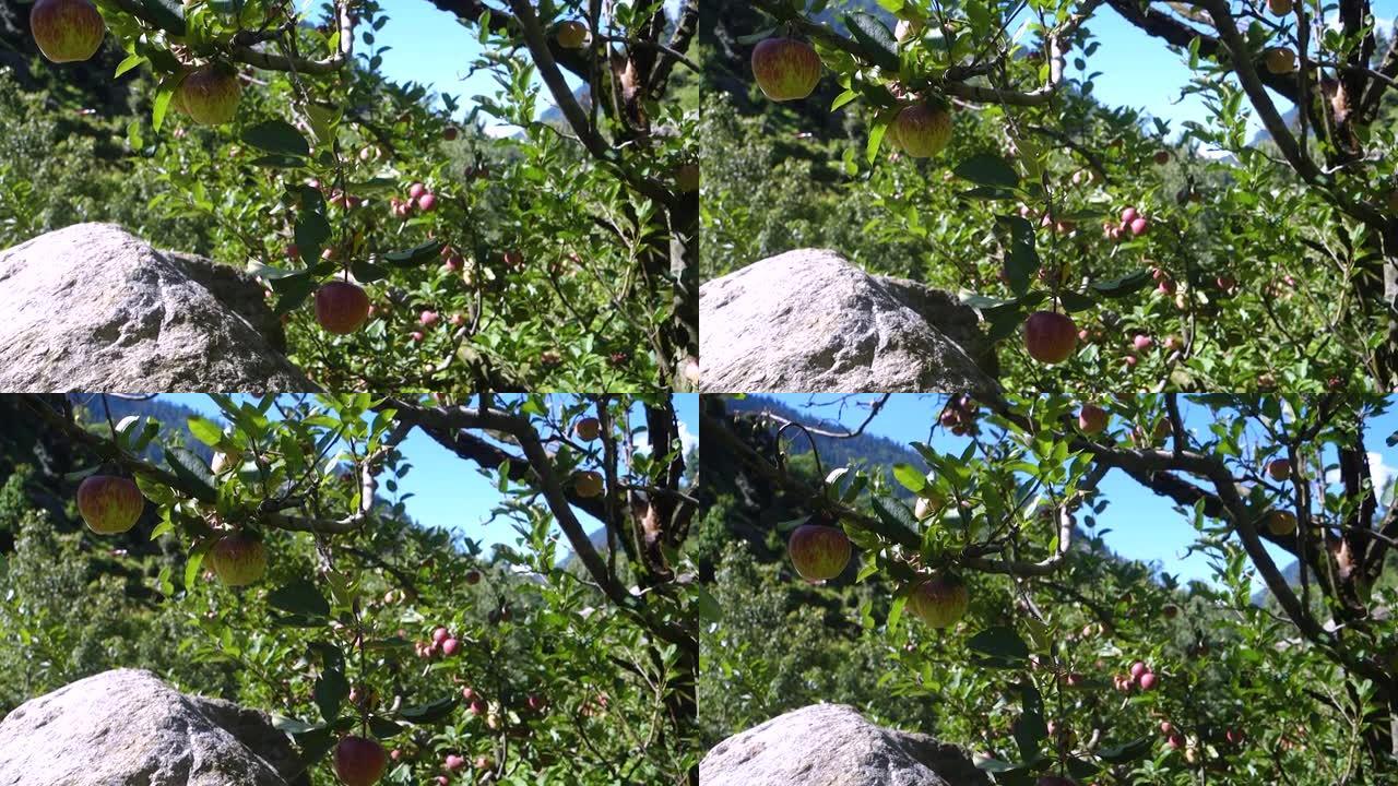 苹果挂在果园的树上，有着美丽的自然背景。印度库鲁喜马偕尔邦。