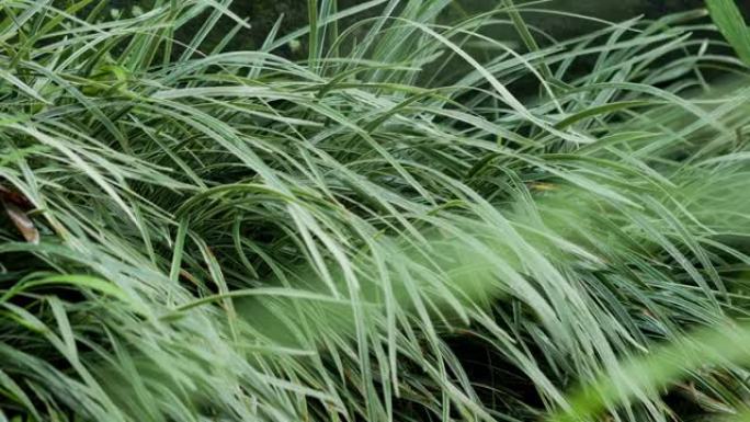 草日本莎草或冰舞 (Carex morrowii) 叶子在风和毛毛雨中摇摆