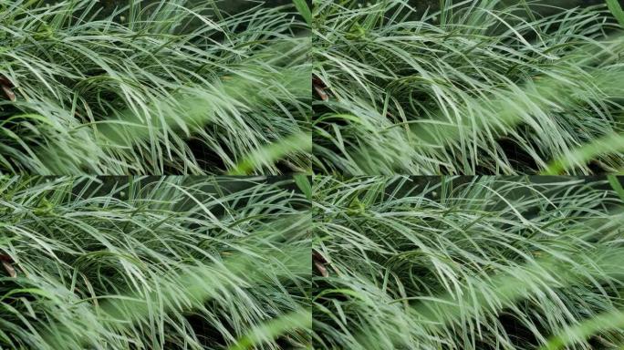 草日本莎草或冰舞 (Carex morrowii) 叶子在风和毛毛雨中摇摆