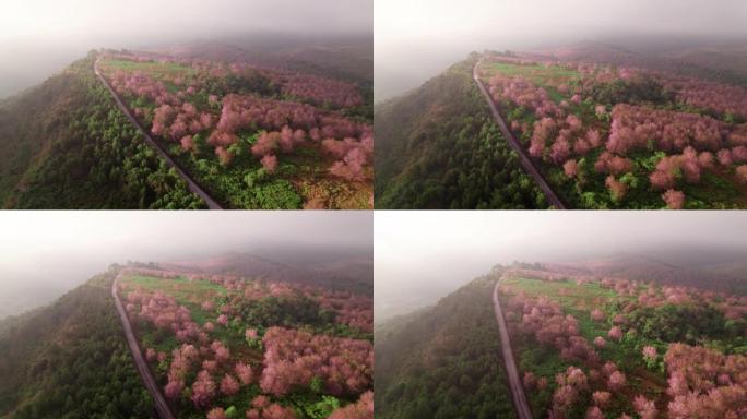 美丽的泰国樱花 (Sakura) 的鸟瞰图早晨在薄雾中盛开在山上，导致泰国Loei的Phu Lom 