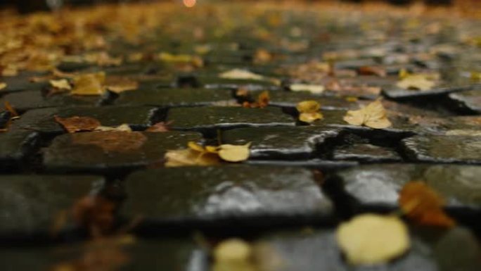 下雨天后穿过一片覆盖着秋叶的黑砖路，背景