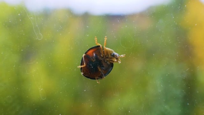 夏天波克背景下脏玻璃上的瓢虫。瓢虫洗她的脸微距框架。昆虫特写