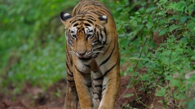 一只年轻的母老虎在慢动作中漫步并标记她的领土