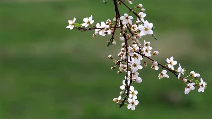 白花野苹果枝